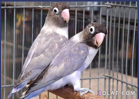 طيور الرومانسية والحب