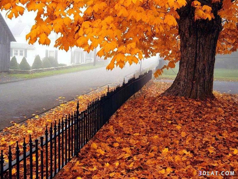 سبب تغير لون الشجر فى الخريف