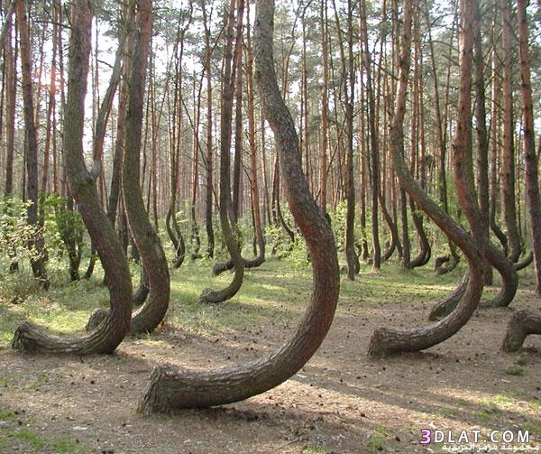غابة من الأشجار ذات السيقان المعوجة تثير الغموض في بولندا