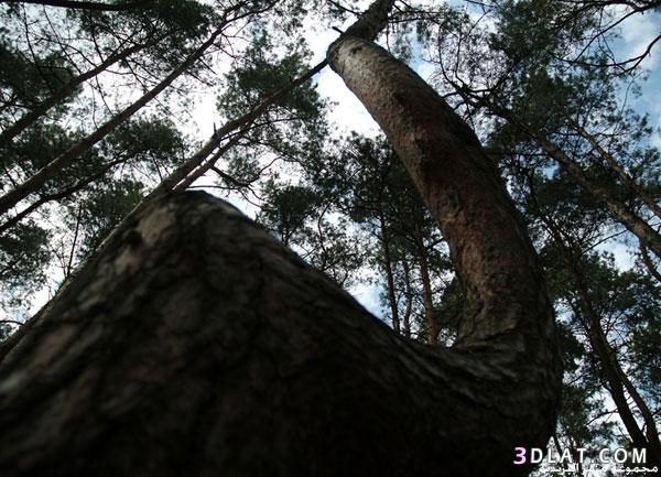 غابة من الأشجار ذات السيقان المعوجة تثير الغموض في بولندا