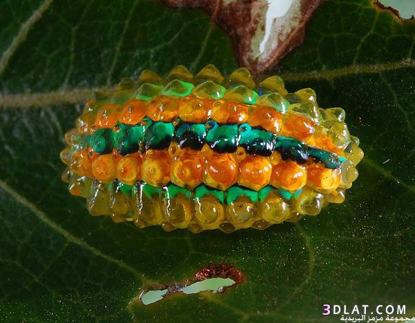 جوهرة كتلبيلر، حشرة غريبة فائقة الجمال