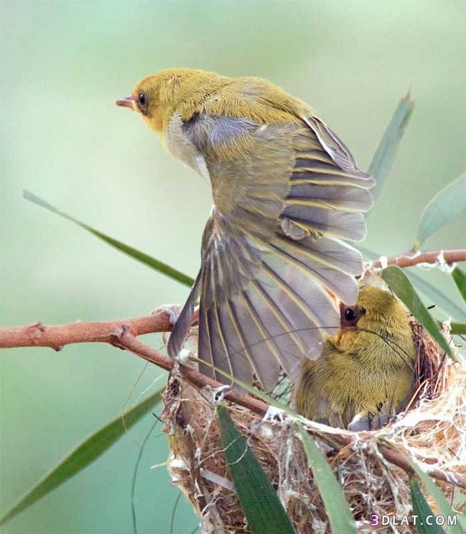 صور صغار الطيور ، طيور صغيره ، طيور مع امهاتها