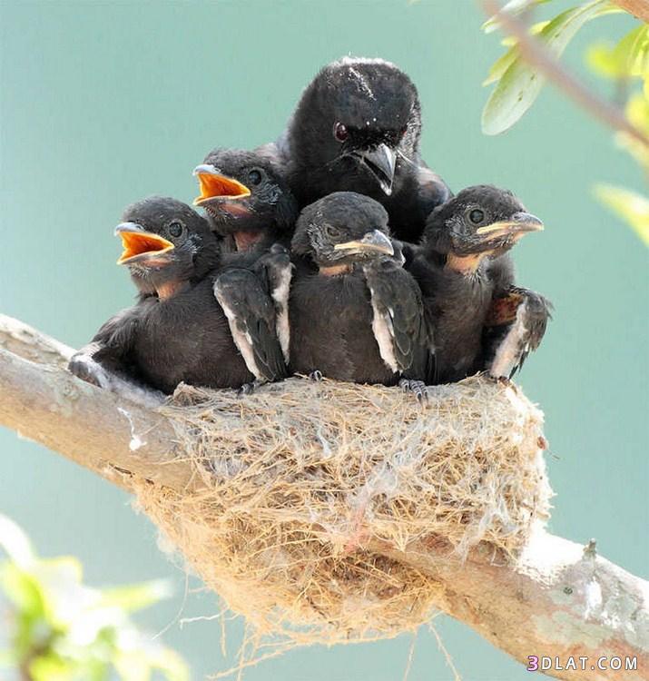 صور صغار الطيور ، طيور صغيره ، طيور مع امهاتها