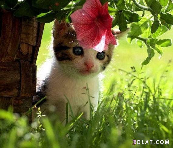 صور قطط صغيره - صور قطط رائعه - صور قطط جميله