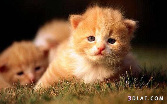 صور قطط صغيره - صور قطط رائعه - صور قطط جميله