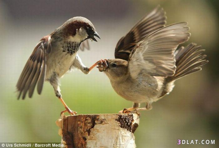 صور لحظه انقضاض الطيور - طيور تتشاجر - طيور تتبارز