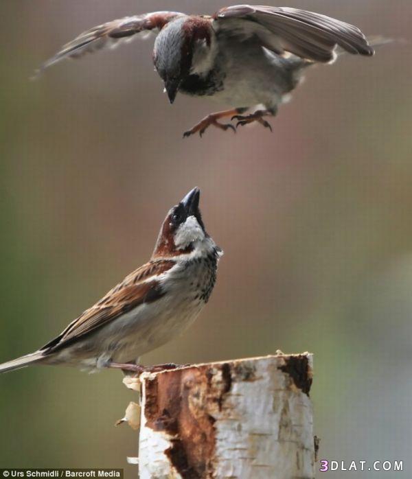 صور لحظه انقضاض الطيور - طيور تتشاجر - طيور تتبارز