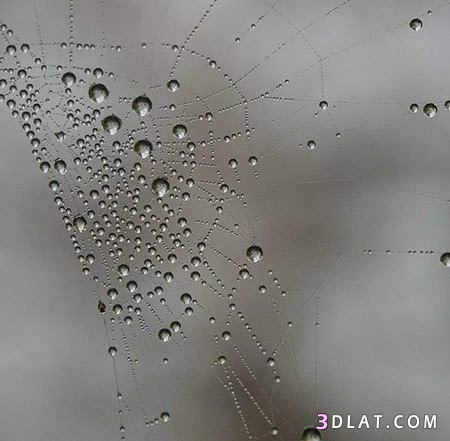 صور لبيت العنكبوت بعد المطر