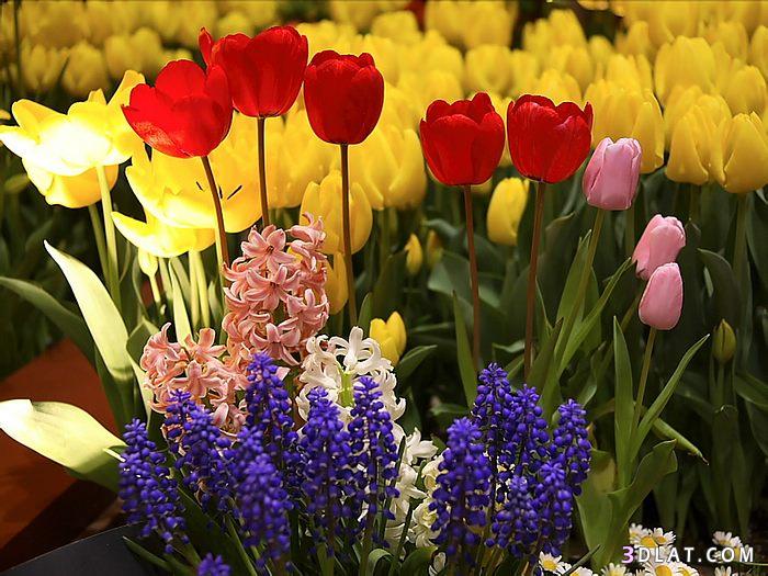 صور وردو - صور جميله لبعض الازهار والورود