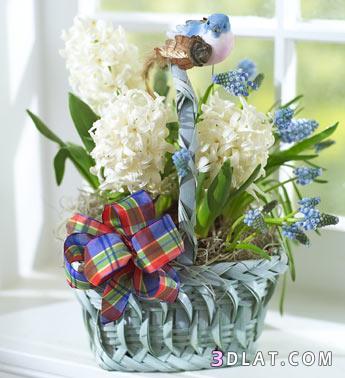 صور وردو - صور جميله لبعض الازهار والورود