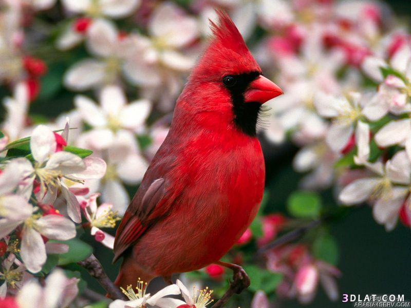 صور طيور -طيور جميله - طيور رائعه - صور طيور كثيره