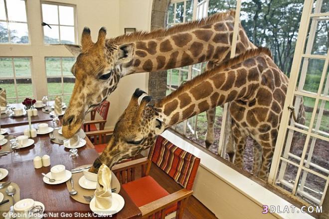 زوار من نوع خاص على مائدة الافطار في كينيا