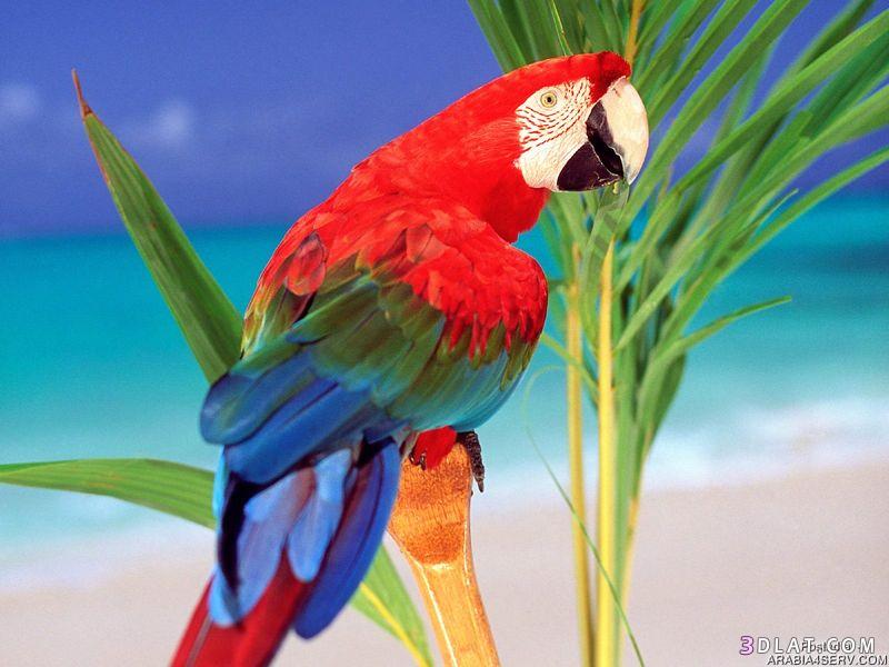 أجمل صور الطيور - صور طيور جميله