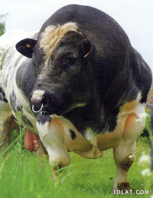 البقرة البلجيكية العملاقة
