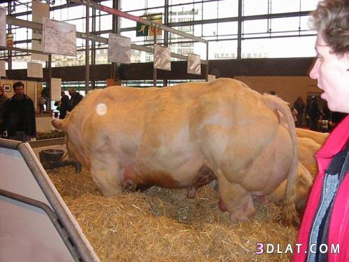 البقرة البلجيكية العملاقة