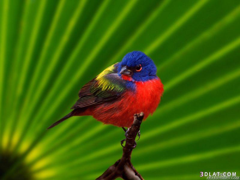 صور طيور 2024-طيور - صور جديدة للطيور رائعه