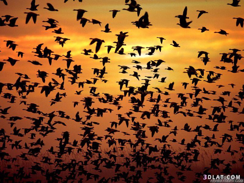 صور طيور 2024-طيور - صور جديدة للطيور رائعه