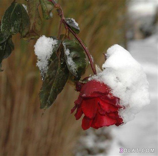 روعه الورد مع الثلج