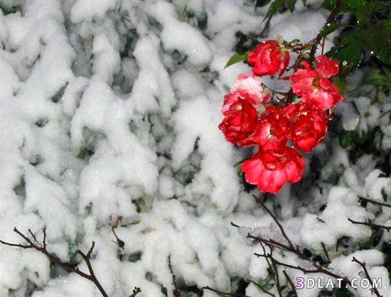 روعه الورد مع الثلج