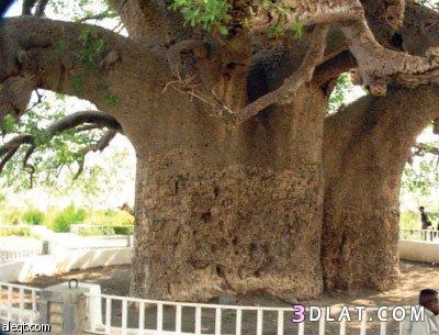 شجرة التبلدي.معلومات عن شجرة التبلدي