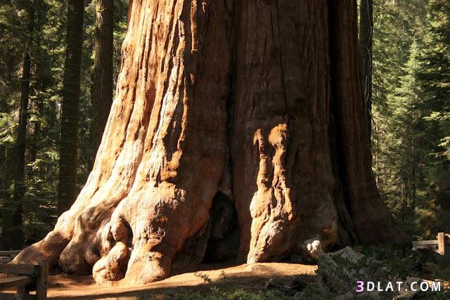اشجار السكويا - شجر الخشب الاحمر