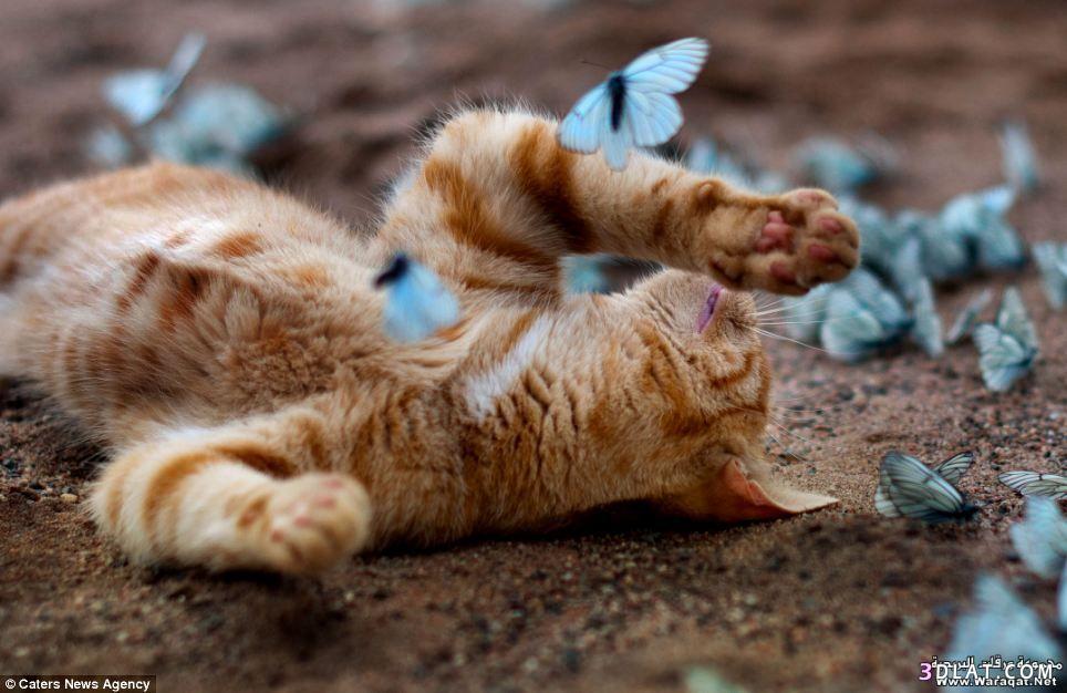 صور: قطة تلهو مع مجموعة كبيرة من الفراشات الزرقاء .. جميلة للغاية ..