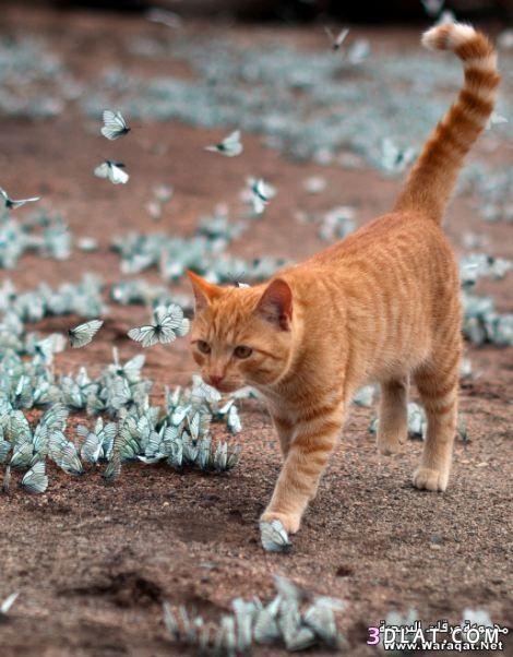 صور: قطة تلهو مع مجموعة كبيرة من الفراشات الزرقاء .. جميلة للغاية ..