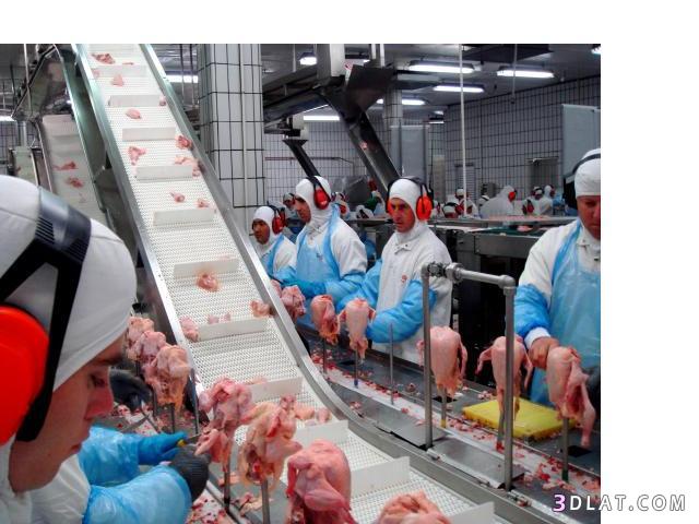 زيارة لمصنع دجاج ساديا في البرازيل