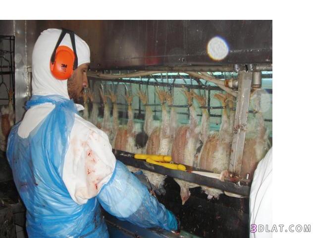 زيارة لمصنع دجاج ساديا في البرازيل