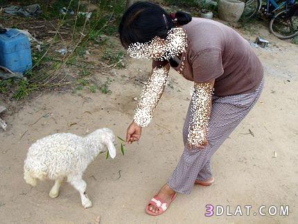 خروف صيني بساقين فقط