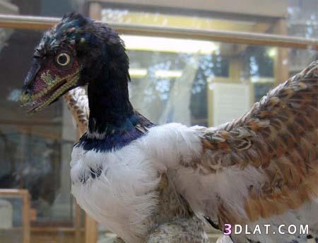 الطائر الاسطوري آكل لحوم البشر في نيوزيلندا