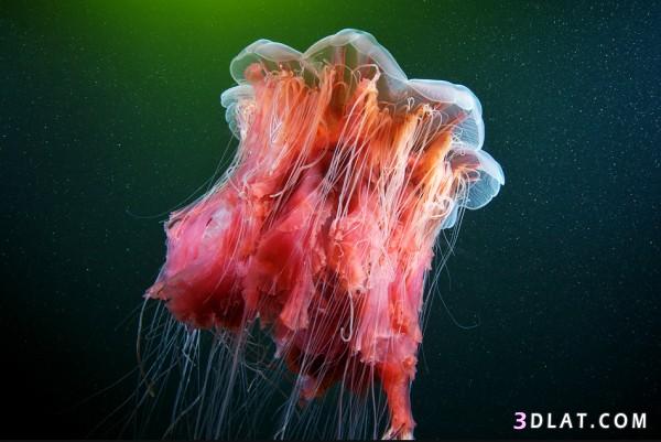 صور من عالم البحار، صور من اعماق البحر، صور المخلوقات البحرية