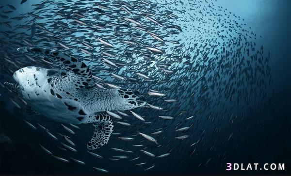 صور من عالم البحار، صور من اعماق البحر، صور المخلوقات البحرية