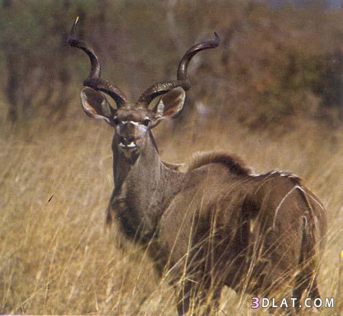 الكَوْد Kudu