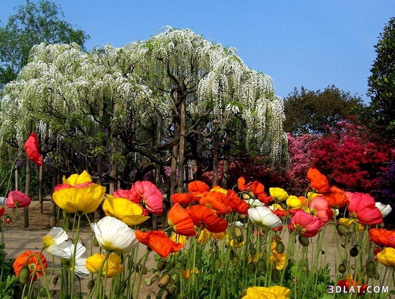 حديقة زهرة الحب من اجمل حدائق العالم