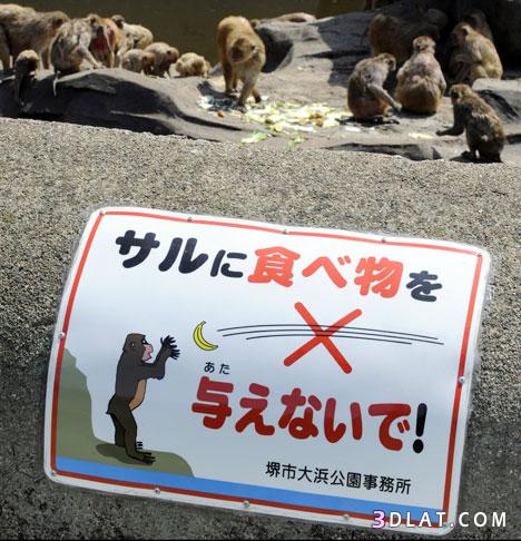 الصين تمنع القرود من أكل الموز..!