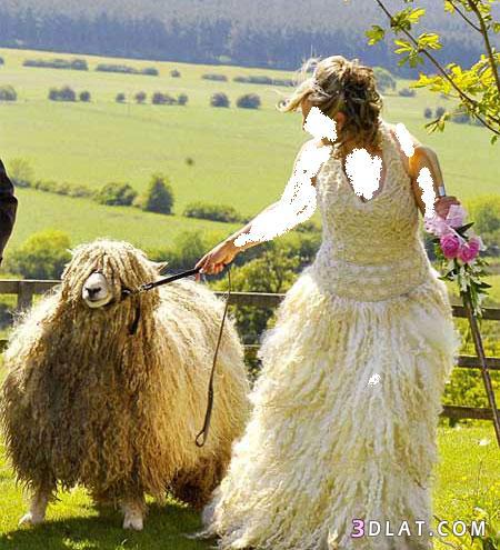 عروس تصنع فستان زفافها من صوف خرافها
