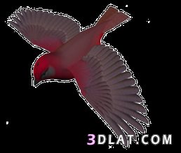 سكرابز عصافير’ سكرابز طيور للتصميم