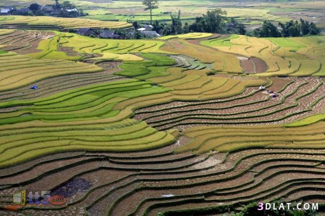 جمال وروعة حقول الأرز في آسيا