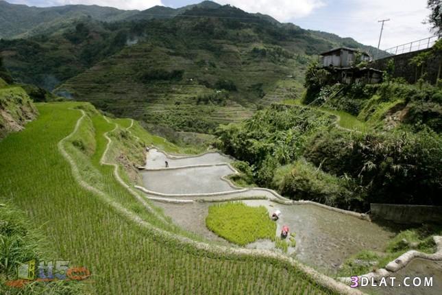 جمال وروعة حقول الأرز في آسيا