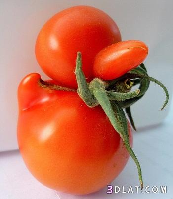 طماطم شبه البطه