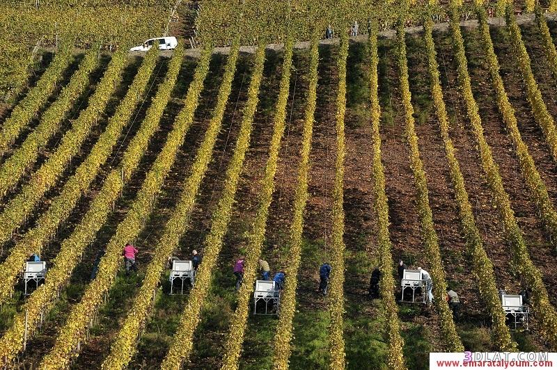 صور لمزارع العنب فى فرنسا