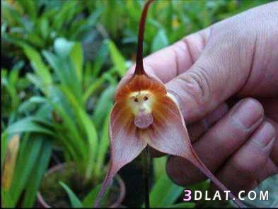 زهرة Monkey Orchid