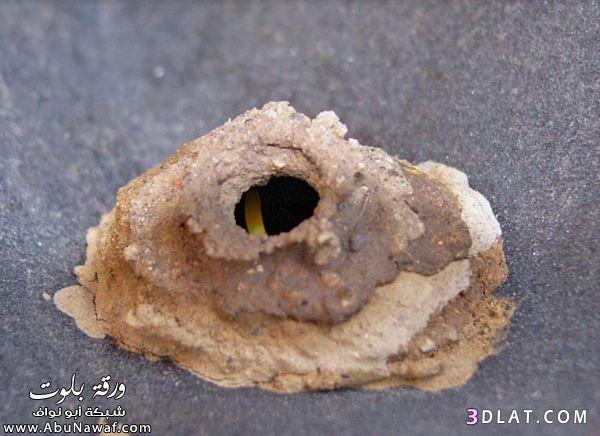 حشرة تبني بيتها من الطين