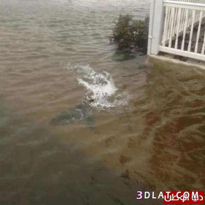ظهور أسماك القرش في الشوارع الأمريكية بسبب الإعصار"ساندي"