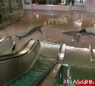 ظهور أسماك القرش في الشوارع الأمريكية بسبب الإعصار"ساندي"