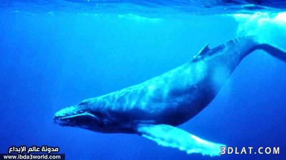 معلومات جميلة عن الحوت الازرق