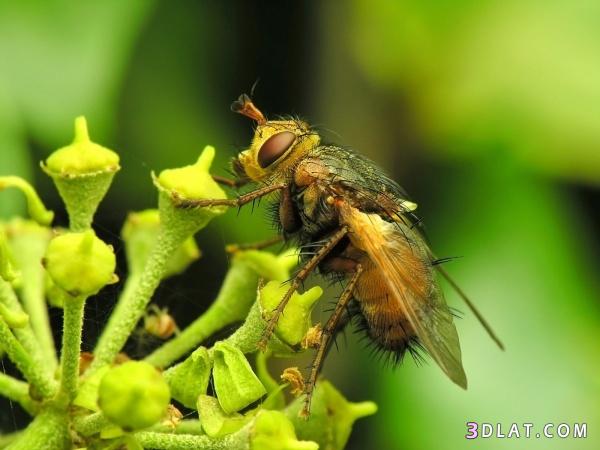 صور نحل.صور للنحل.صور لحشرة النحله