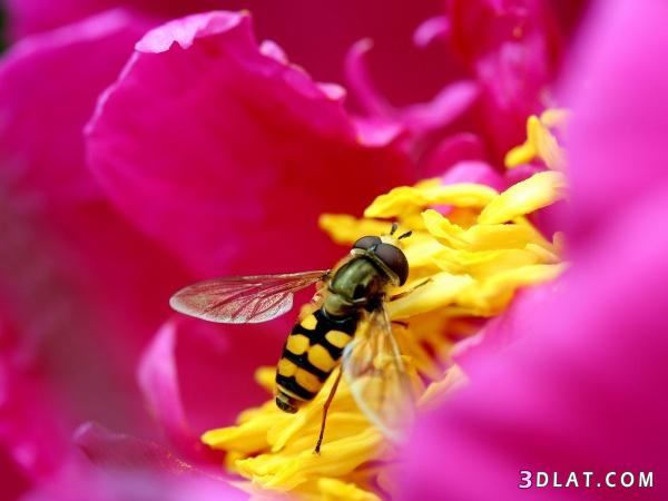 مراحل نمو النحلة,وسيلة الدفاع للنحله,ما هي تغذية النحله,صفات النحل,نمو النحل وانواعه
