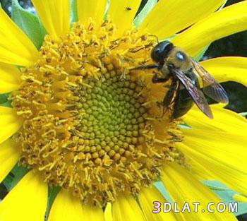 مراحل نمو النحلة,وسيلة الدفاع للنحله,ما هي تغذية النحله,صفات النحل,نمو النحل وانواعه